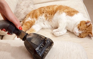 Aspirateur animal mini turbobrosse chat