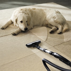 Aspirateur animal poil de chien